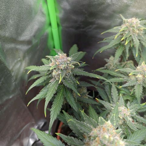 Toby growlog timeline photo