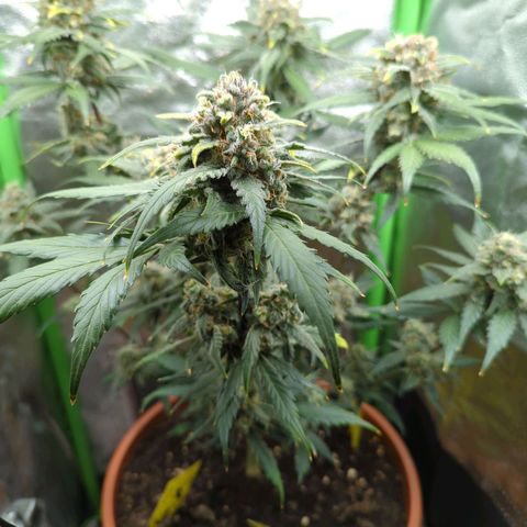 Toby growlog timeline photo