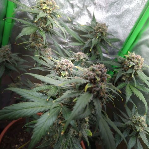Toby growlog timeline photo