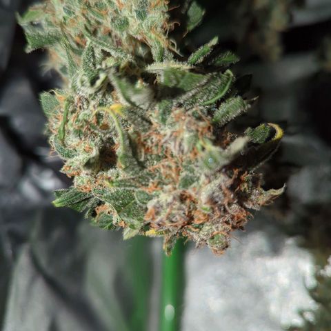 Toby growlog timeline photo