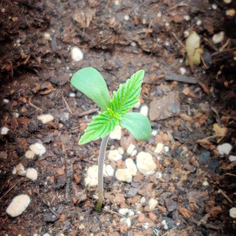 2nd try - SM Zkittlez 🍊🍬 growlog timeline photo