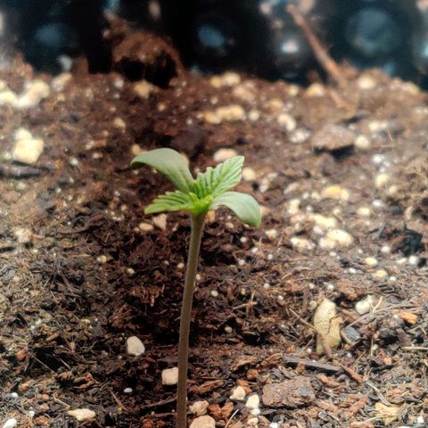 2nd try - SM Zkittlez 🍊🍬 growlog timeline photo