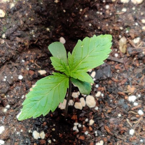 2nd try - SM Zkittlez 🍊🍬 growlog timeline photo