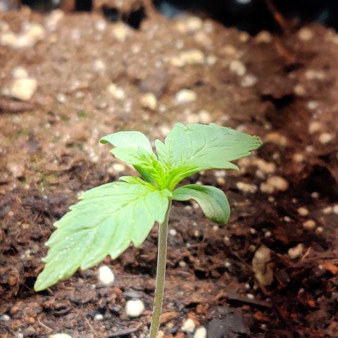2nd try - SM Zkittlez 🍊🍬 growlog timeline photo