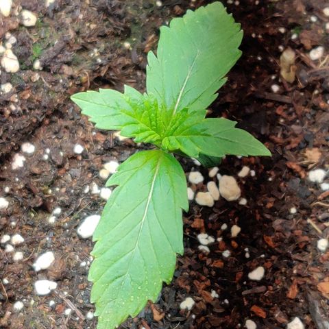 2nd try - SM Zkittlez 🍊🍬 growlog timeline photo