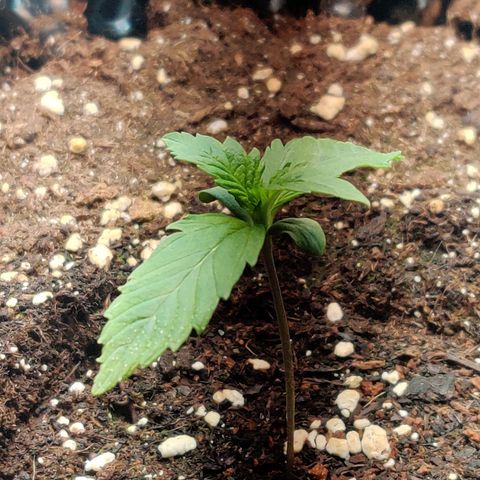 2nd try - SM Zkittlez 🍊🍬 growlog timeline photo