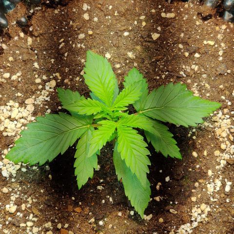 2nd try - SM Zkittlez 🍊🍬 growlog timeline photo
