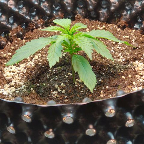 2nd try - SM Zkittlez 🍊🍬 growlog timeline photo