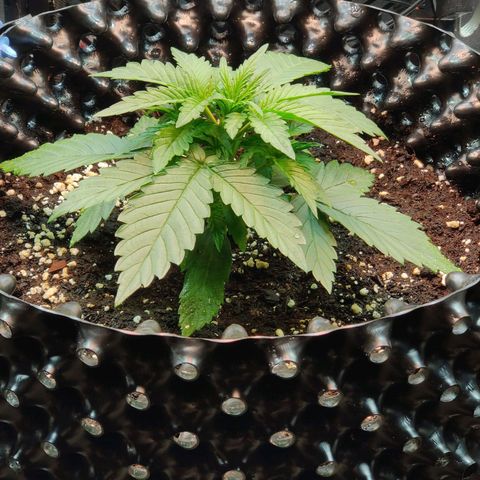 2nd try - SM Zkittlez 🍊🍬 growlog timeline photo