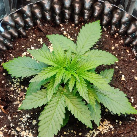 2nd try - SM Zkittlez 🍊🍬 growlog timeline photo