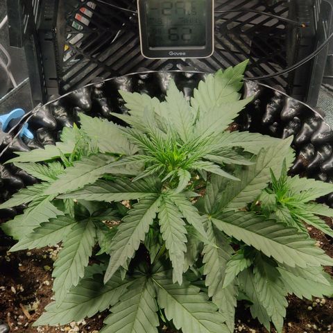 2nd try - SM Zkittlez 🍊🍬 growlog timeline photo