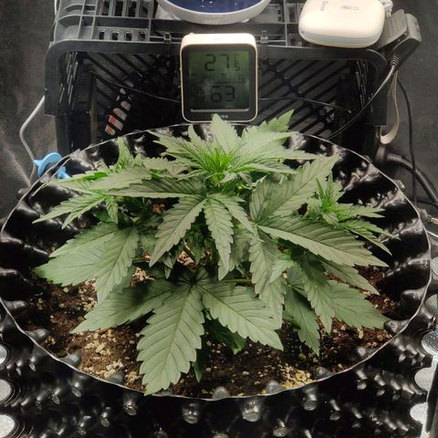 2nd try - SM Zkittlez 🍊🍬 growlog timeline photo