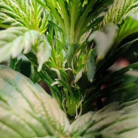 2nd try - SM Zkittlez 🍊🍬 growlog timeline photo