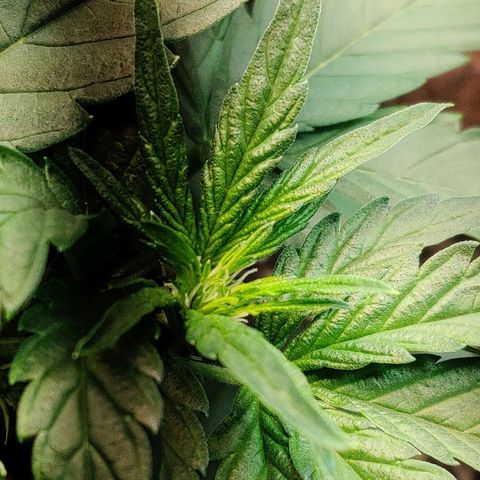 2nd try - SM Zkittlez 🍊🍬 growlog timeline photo