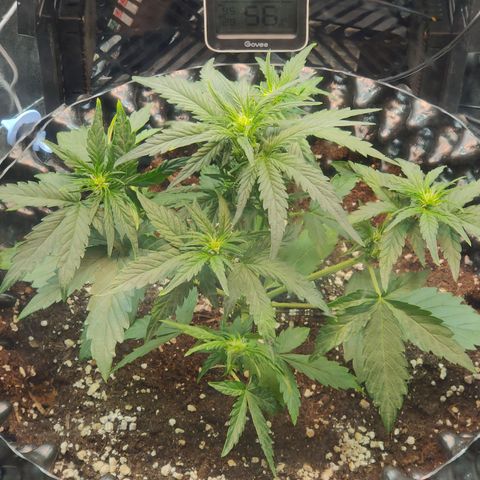 2nd try - SM Zkittlez 🍊🍬 growlog timeline photo