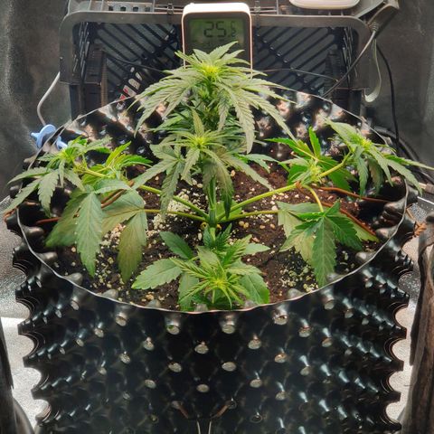 2nd try - SM Zkittlez 🍊🍬 growlog photo: 1st LST