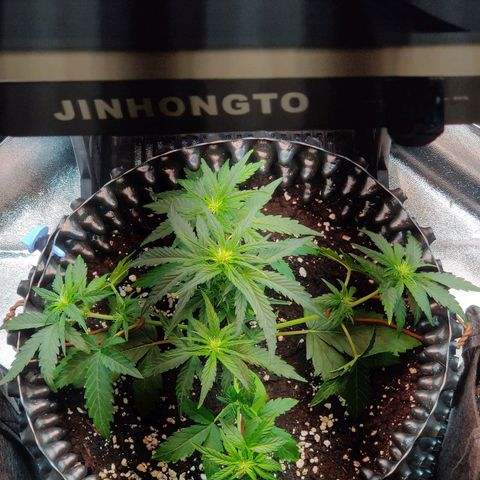 2nd try - SM Zkittlez 🍊🍬 growlog photo: 1st LST