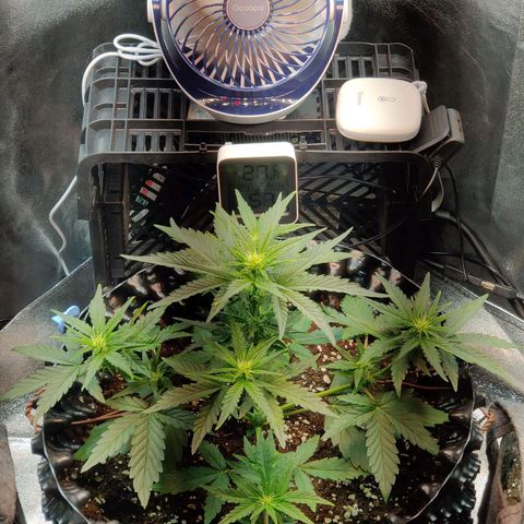 2nd try - SM Zkittlez 🍊🍬 growlog timeline photo