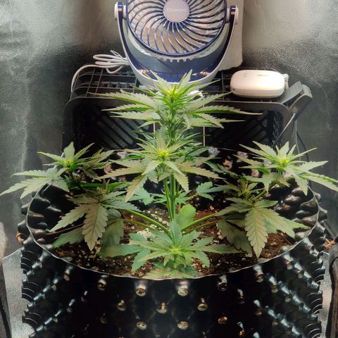 2nd try - SM Zkittlez 🍊🍬 growlog timeline photo