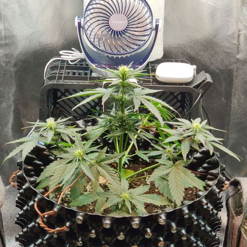 2nd try - SM Zkittlez 🍊🍬 growlog timeline photo