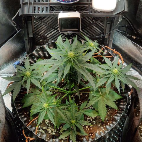 2nd try - SM Zkittlez 🍊🍬 growlog timeline photo