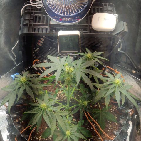 2nd try - SM Zkittlez 🍊🍬 growlog timeline photo