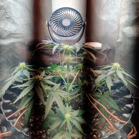 2nd try - SM Zkittlez 🍊🍬 growlog timeline photo