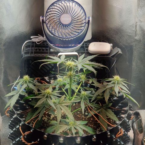 2nd try - SM Zkittlez 🍊🍬 growlog timeline photo