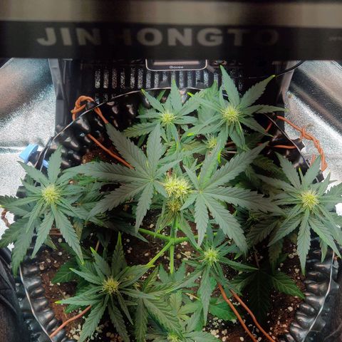 2nd try - SM Zkittlez 🍊🍬 growlog timeline photo