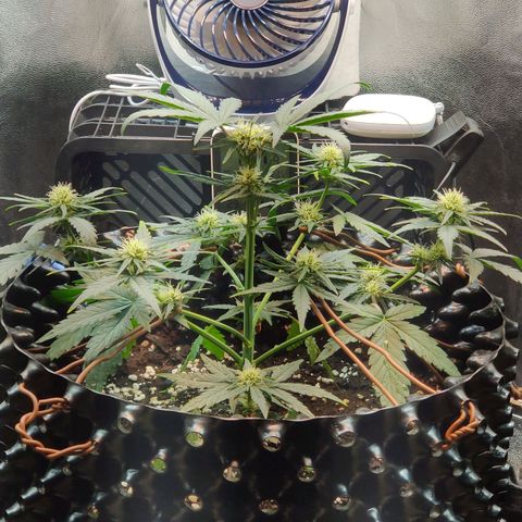 2nd try - SM Zkittlez 🍊🍬 growlog timeline photo