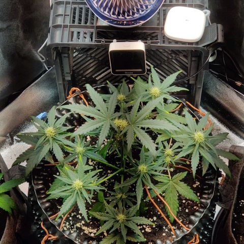 2nd try - SM Zkittlez 🍊🍬 growlog timeline photo