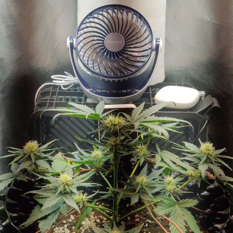 2nd try - SM Zkittlez 🍊🍬 growlog timeline photo