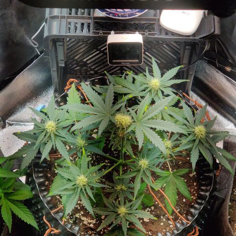 2nd try - SM Zkittlez 🍊🍬 growlog timeline photo