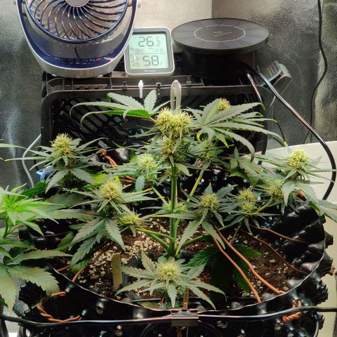 2nd try - SM Zkittlez 🍊🍬 growlog timeline photo