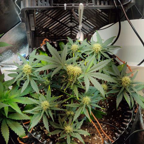 2nd try - SM Zkittlez 🍊🍬 growlog timeline photo