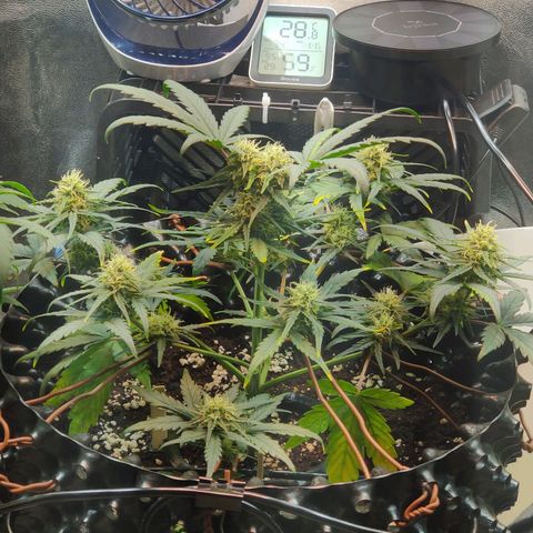 2nd try - SM Zkittlez 🍊🍬 growlog timeline photo