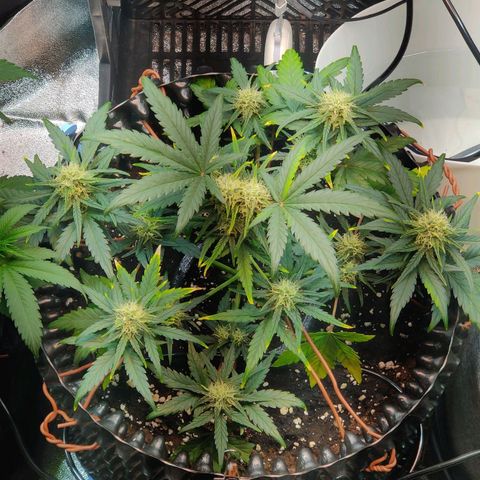 2nd try - SM Zkittlez 🍊🍬 growlog timeline photo