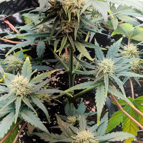 2nd try - SM Zkittlez 🍊🍬 growlog timeline photo