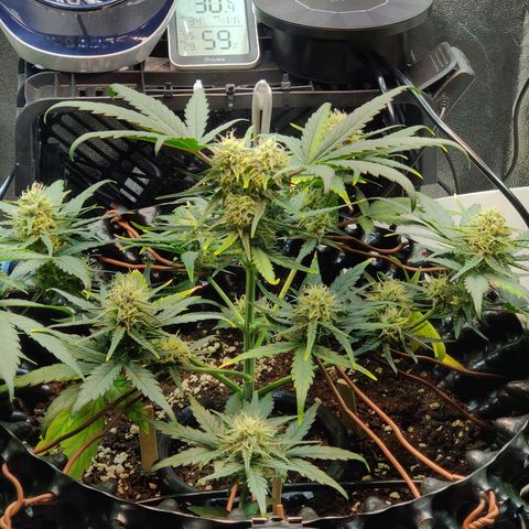 2nd try - SM Zkittlez 🍊🍬 growlog timeline photo