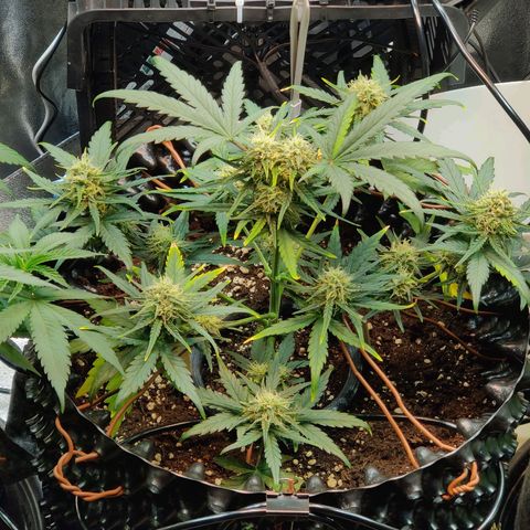 2nd try - SM Zkittlez 🍊🍬 growlog timeline photo