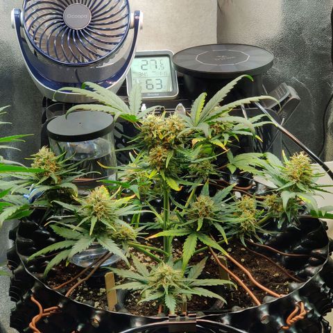 2nd try - SM Zkittlez 🍊🍬 growlog timeline photo