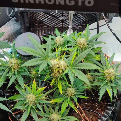 2nd try - SM Zkittlez 🍊🍬 growlog timeline photo