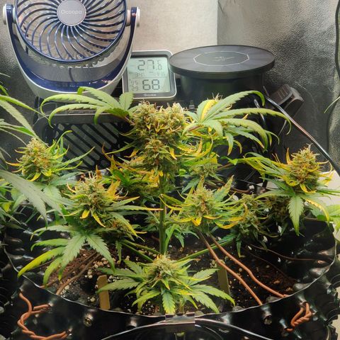 2nd try - SM Zkittlez 🍊🍬 growlog timeline photo