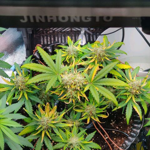 2nd try - SM Zkittlez 🍊🍬 growlog timeline photo