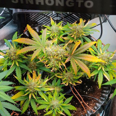 2nd try - SM Zkittlez 🍊🍬 growlog timeline photo