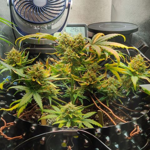 2nd try - SM Zkittlez 🍊🍬 growlog timeline photo