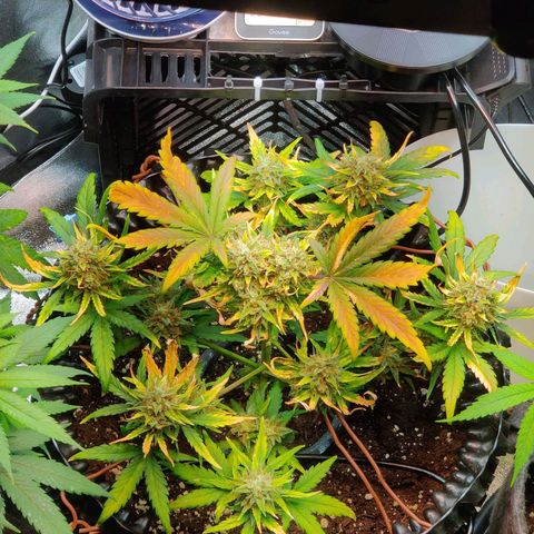 2nd try - SM Zkittlez 🍊🍬 growlog timeline photo