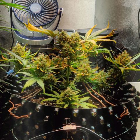 2nd try - SM Zkittlez 🍊🍬 growlog timeline photo