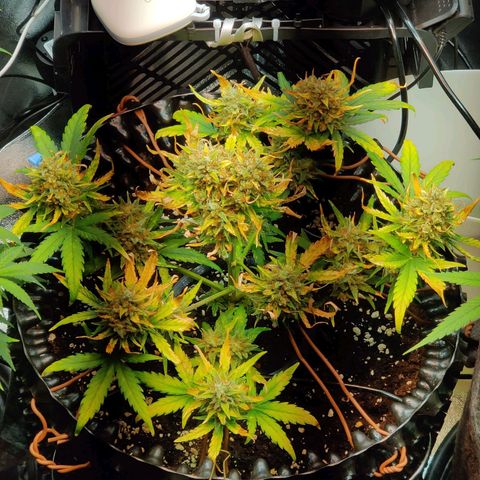 2nd try - SM Zkittlez 🍊🍬 growlog timeline photo
