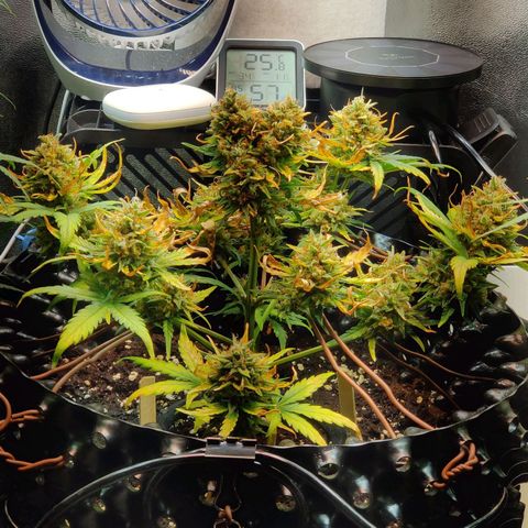 2nd try - SM Zkittlez 🍊🍬 growlog timeline photo